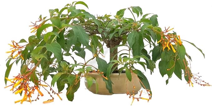 bonsai dehamelia patens