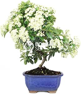 bonsai espino de fuego 7 años