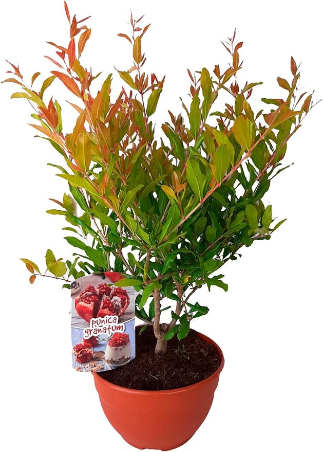 bonsai de granado