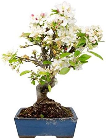 bonsai manzano 10 años