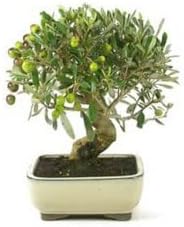 bonsai olivo 8 años