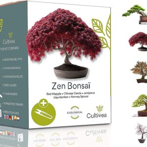 kit cultivo bonsáis arboles franceses