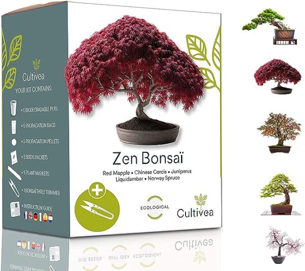 kit cultivo bonsáis arboles franceses