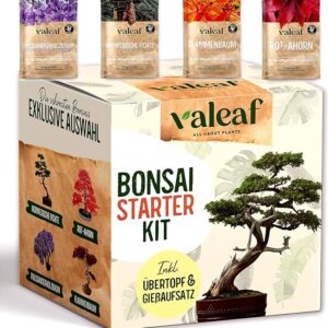 kit bonsái iniciado